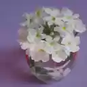 Lovely flower vase  screen for extension Chrome web store in OffiDocs Chromium