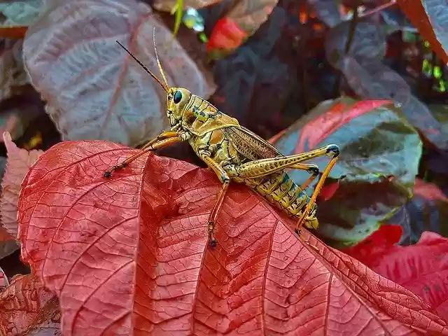 Free download Lubber Grasshopper Bright -  free free photo or picture to be edited with GIMP online image editor