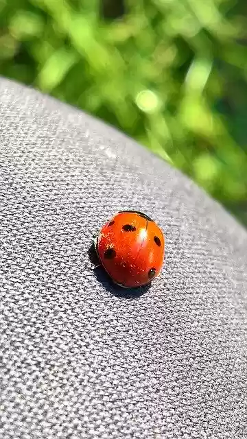 Free download Luck Lucky Ladybug -  free photo or picture to be edited with GIMP online image editor