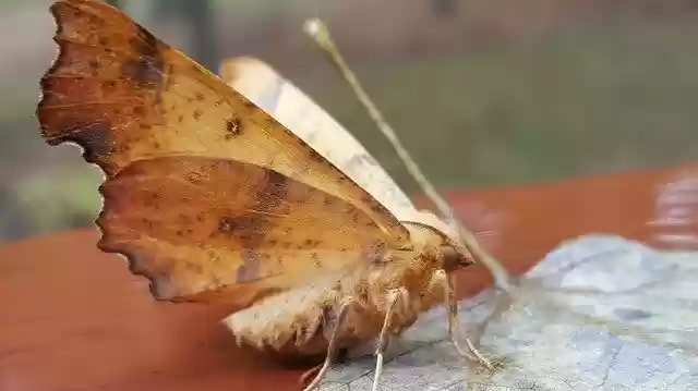 הורדה חינם Lunar Moth Insect - תמונה או תמונה בחינם לעריכה עם עורך התמונות המקוון GIMP