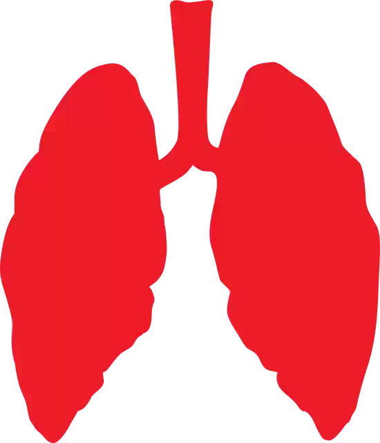 Free download Lungs Lung Health -  free illustration to be edited with GIMP free online image editor