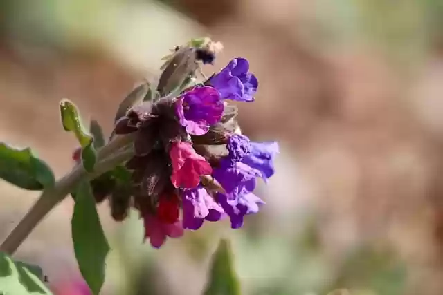lungwort sky key spotted weed by - Lungwortskykeyspottedweed .webp