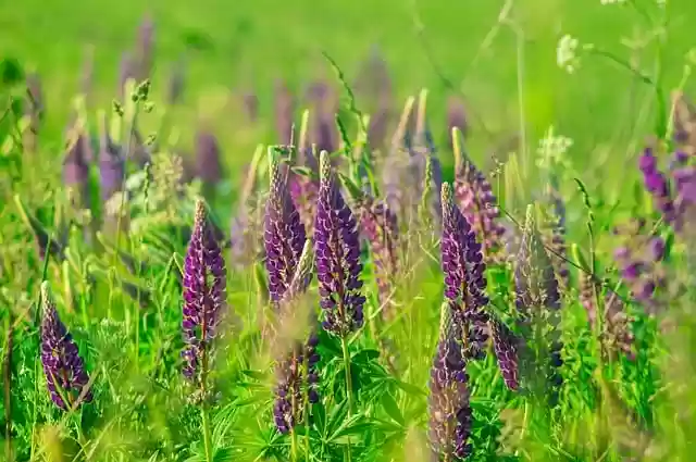 Free download lupine grass flowers nature field free picture to be edited with GIMP free online image editor