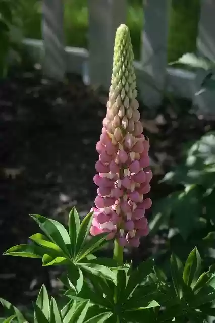 Free download Lupine Nature Flower -  free free photo or picture to be edited with GIMP online image editor
