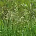 Lush grass and trees  screen for extension Chrome web store in OffiDocs Chromium