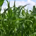 Lush Green Corn Field  screen for extension Chrome web store in OffiDocs Chromium