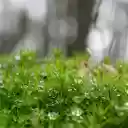 Lush green moss  screen for extension Chrome web store in OffiDocs Chromium