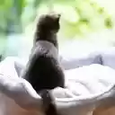 Luxurious cat nest  screen for extension Chrome web store in OffiDocs Chromium