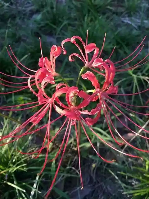 Download gratuito Lycoris Radiata Red Spider Lily - foto o immagine gratuita da modificare con l'editor di immagini online GIMP
