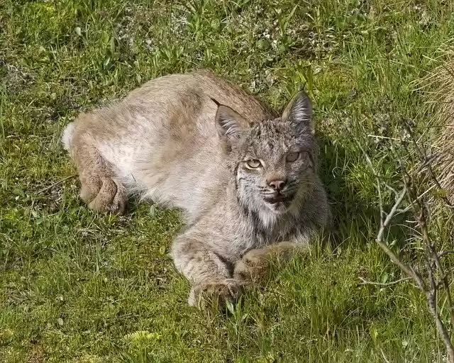 Free download Lynx Bobcat Predator -  free photo or picture to be edited with GIMP online image editor