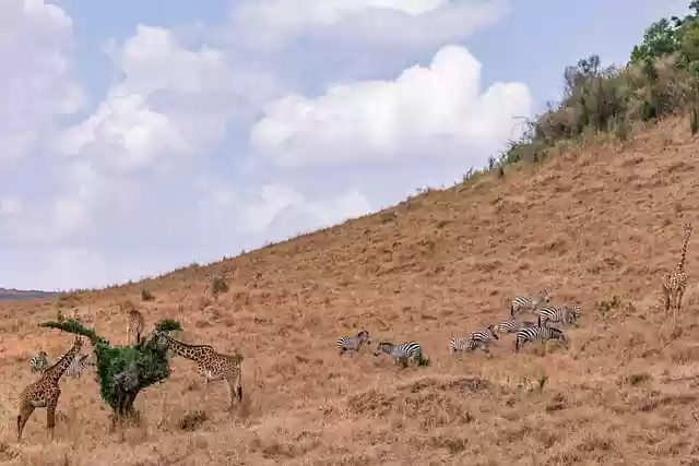 Free download maasai giraffes zebras animals free picture to be edited with GIMP free online image editor
