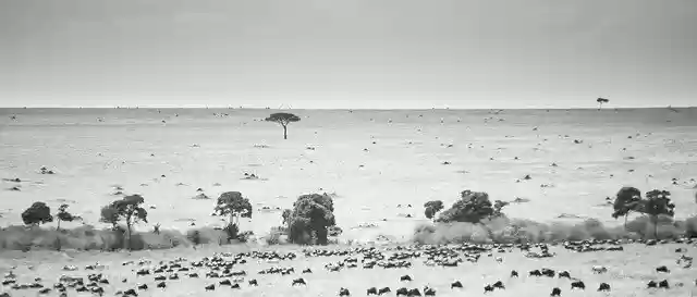 Free download Maasai Mara Kenya Landscape Black -  free photo or picture to be edited with GIMP online image editor