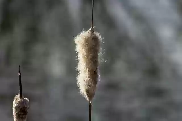 Free download Mace Sedge Crop Villosa -  free photo or picture to be edited with GIMP online image editor