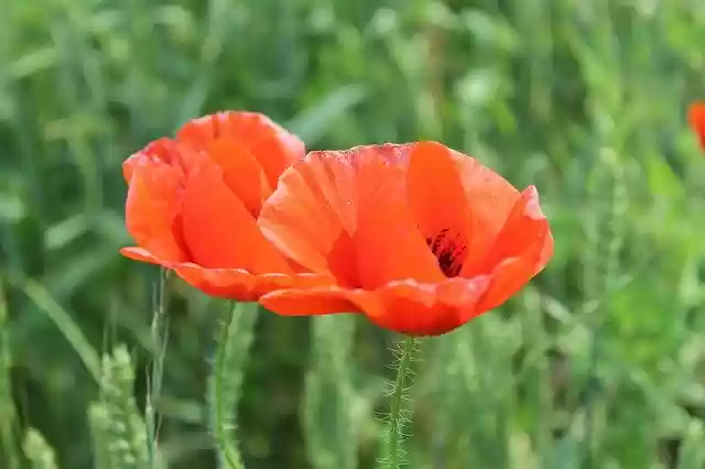 Free download Mack Flower Red -  free photo or picture to be edited with GIMP online image editor