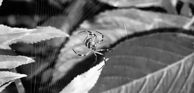 Free download Macro Black And White Arachnid -  free photo or picture to be edited with GIMP online image editor