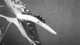 Free download Macro Black And White Insect free video to be edited with OpenShot online video editor
