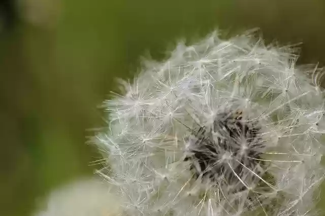 Free download Macro Close Up Dandelion -  free photo or picture to be edited with GIMP online image editor