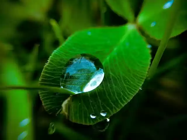 Free download Macro Drop Water -  free photo or picture to be edited with GIMP online image editor