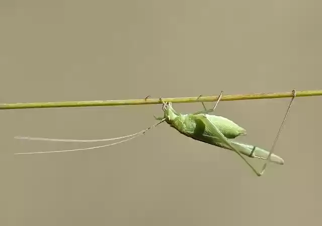 Free download Macro Çekirge Doğa -  free photo or picture to be edited with GIMP online image editor