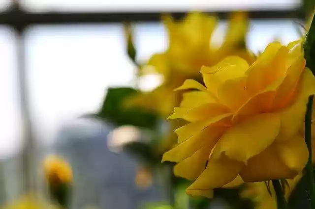 Free download Macro Flower Rose -  free free photo or picture to be edited with GIMP online image editor