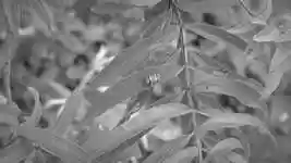 Free download Macro Garden Insect free video to be edited with OpenShot online video editor