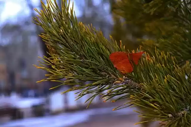 Free download Macro Green Pine -  free photo or picture to be edited with GIMP online image editor