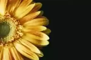 Free download Macro images free photo or picture to be edited with GIMP online image editor