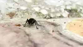 Free download Macro Insect Nature free video to be edited with OpenShot online video editor