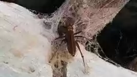 Free download Macro Insects Cricket -  free video to be edited with OpenShot online video editor