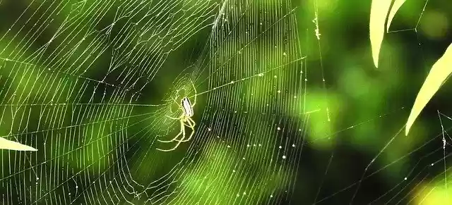 Free download Macro Insects Garden -  free photo or picture to be edited with GIMP online image editor