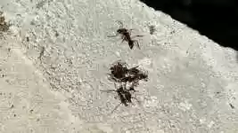 Free download Macro Insects Nature -  free video to be edited with OpenShot online video editor