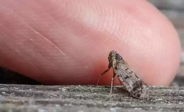 Free download Macro Insect Thumb -  free photo or picture to be edited with GIMP online image editor