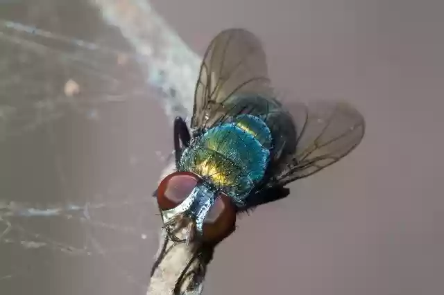 Free download Macro Inset Fly -  free free photo or picture to be edited with GIMP online image editor