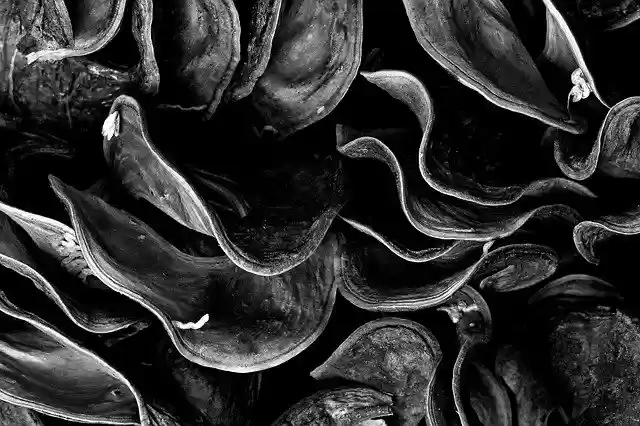 Free download Macro Micro Abstract -  free photo or picture to be edited with GIMP online image editor
