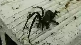 Free download Macro Nature Ants -  free video to be edited with OpenShot online video editor