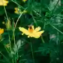 Macro Photography of a Flower  screen for extension Chrome web store in OffiDocs Chromium