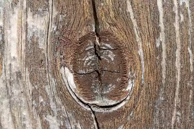 Free download Macro Photo Wood Grain Structure -  free photo or picture to be edited with GIMP online image editor