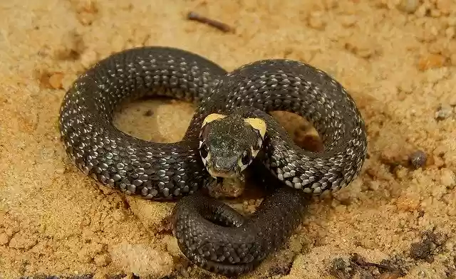 Free download Macro Snake Belarus -  free free photo or picture to be edited with GIMP online image editor