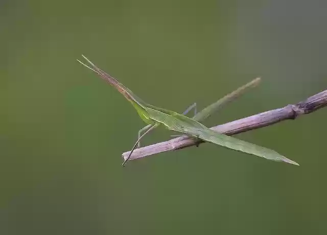 Free download Macro Wild Doğa -  free photo or picture to be edited with GIMP online image editor