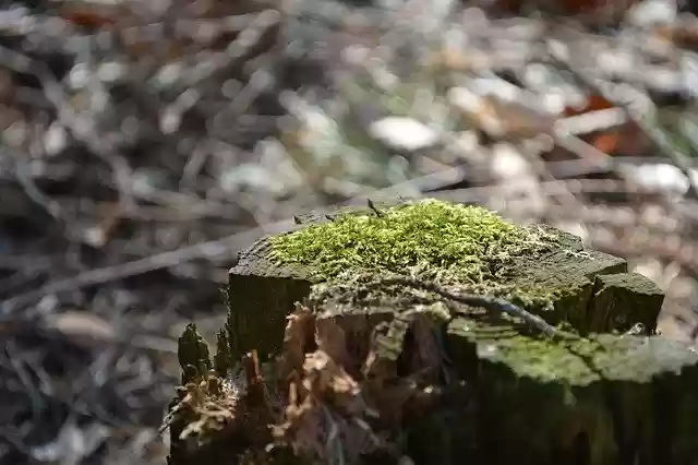 Free download Macro Wood Tree Stump -  free photo or picture to be edited with GIMP online image editor