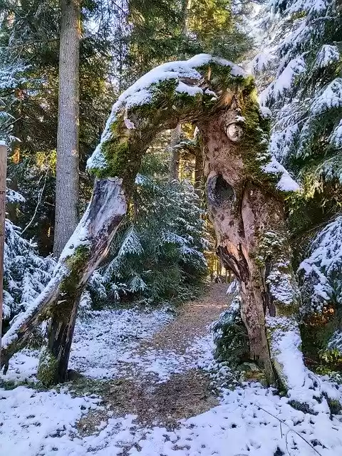 Free download Magic Forest Fairytale Path -  free free photo or picture to be edited with GIMP online image editor