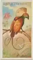 Free download Magnificent Bird of Paradise, from the Birds of the Tropics series (N5) for Allen & Ginter Cigarettes Brands free photo or picture to be edited with GIMP online image editor