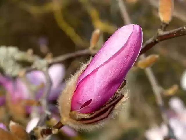 Free download Magnolia Flower Blossom -  free photo or picture to be edited with GIMP online image editor