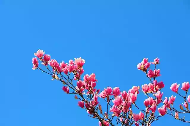 Free download Magnolia Flower Nature -  free photo or picture to be edited with GIMP online image editor