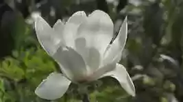 Free download Magnolia Flower Raindrops free video to be edited with OpenShot online video editor