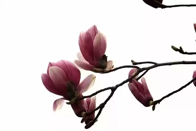 Free download Magnolia Flowers Pink -  free photo or picture to be edited with GIMP online image editor