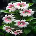 Magnolia flower wallpaper  screen for extension Chrome web store in OffiDocs Chromium