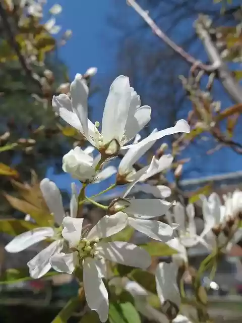 Free download Magnolia Kobus Japanese free photo template to be edited with GIMP online image editor