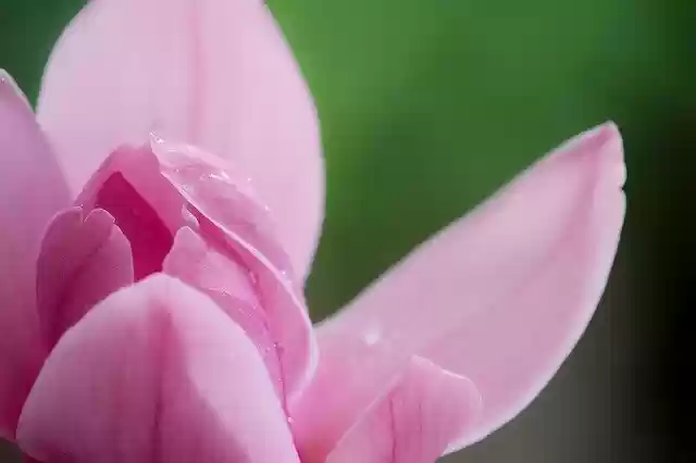 Free download magnolia pink spring flower nature free picture to be edited with GIMP free online image editor