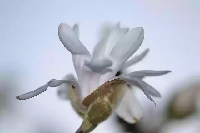 Free download Magnolia Star Spring -  free photo or picture to be edited with GIMP online image editor